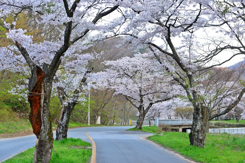 plant,식물,asphalt,아스팔트,nature,자연,outdoors,옥외,경치,경관,풍경,장성,백양사,백양사봄,봄,계절,벚꽃,벚꽃길,벡양사입구도로