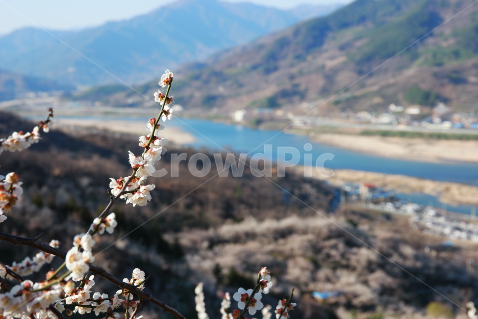 섬진강,강,봄,강줄기,물,자연,nature,water,맑음,매화,매화마을,매화꽃,하얀꽃,흰꽃,풍경,마을