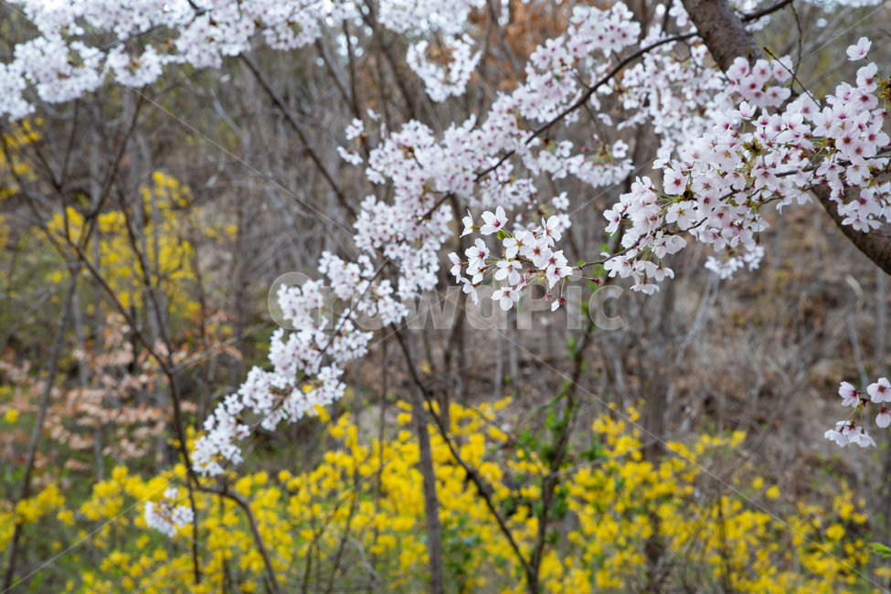 봄,spring,봄꽃,벚나무,벚꽃,사쿠라,식물,감성,feel,feeling,봄,계절,spring,season,plant,blossom,꽃,flower