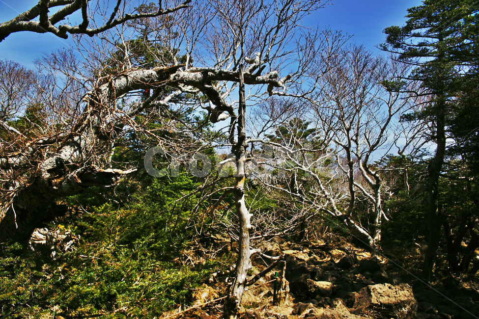 고사목,사목,주목,한라산,제주도,한라산국립공원,푸른하늘,숲,나무,식물,자연