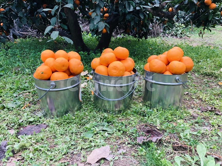 과일,제주도,노지감귤,음식,색감,제주도귤,귤,fruit,귤따기체험,과일,열매,fruit
