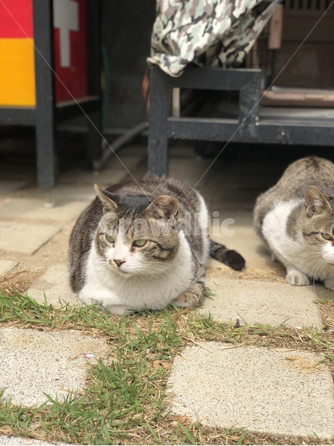 고양이,cat,동물,animals,cats,동물,animal,포유류,mammal,고양이,cat,kitten,kitty