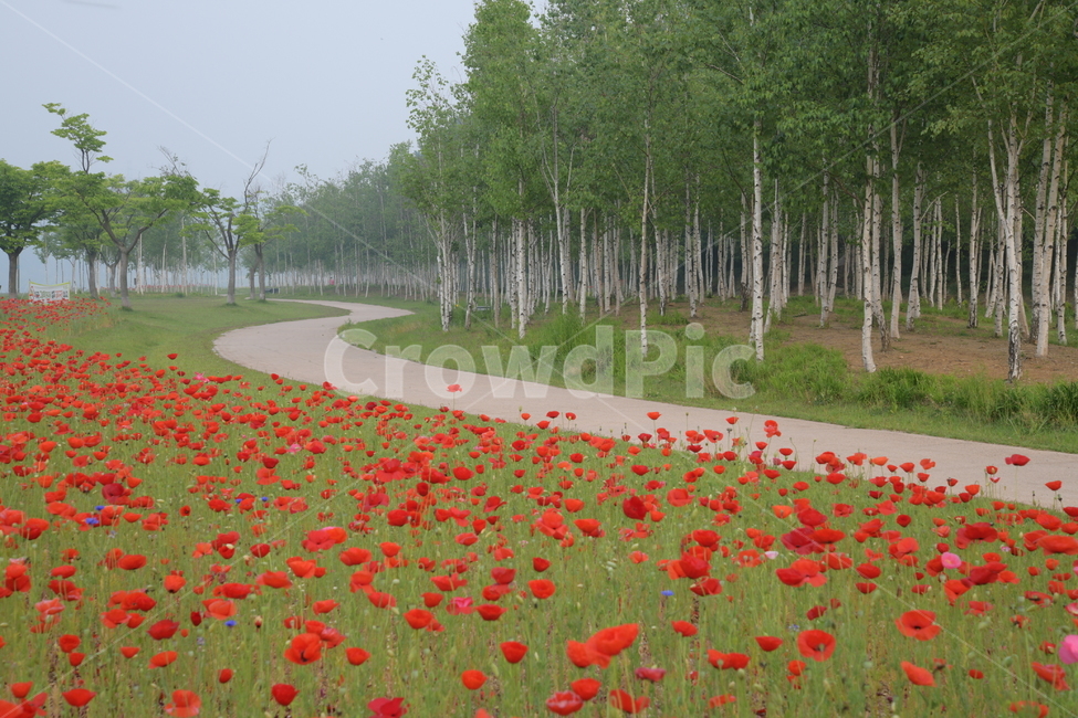 plant,식물,tree,나무,자작나무,양귀비,길,봄,공원,자연,풍경,nature,landscape