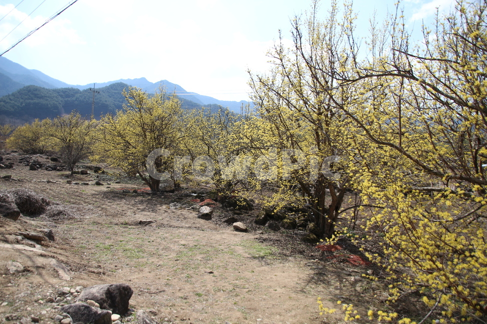 산수유,꽃,식물,층층나무,구례산수유,축제,노랑색,봄,계절,spring,season,자연,풍경,nature,landscape,한국자연풍경,한국자연경관,korea nature landscape,ground,바닥,tree,나무,plant