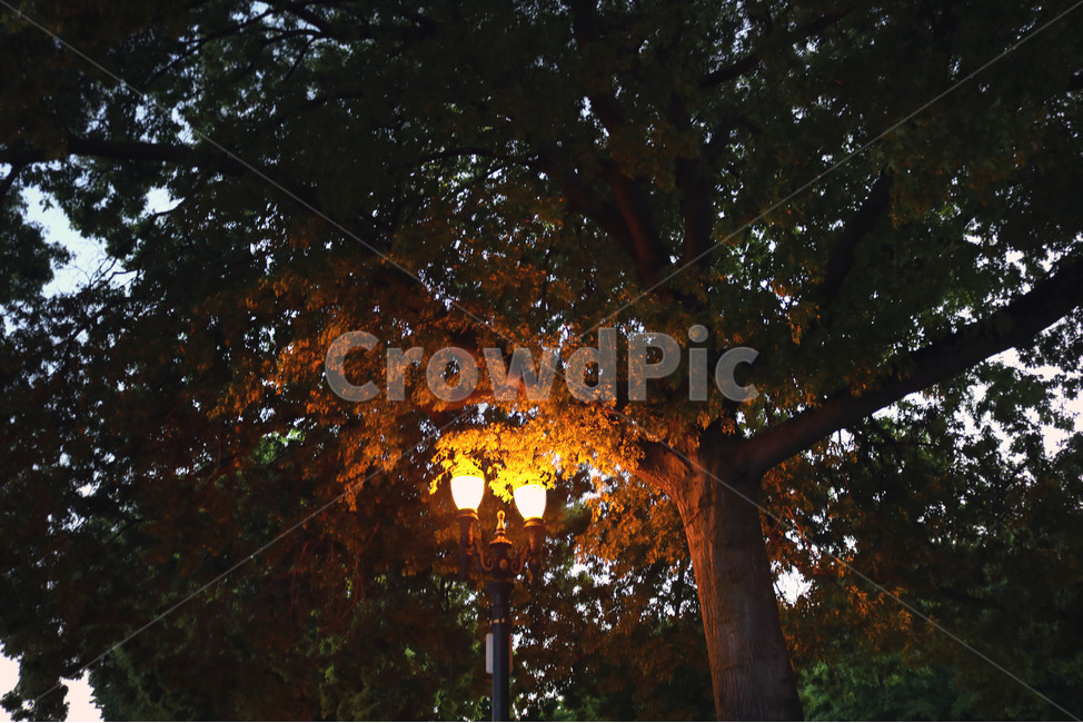 밝은,light,tree,숲속,몽환적,빛,가로수,전등