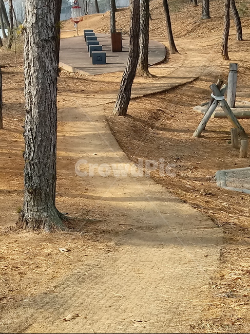 나무,나무가지,길,산책로,통로,wood,잔디,tree,공원