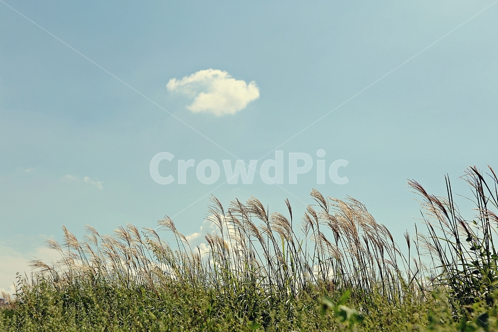 갈대,억새,식물,자연,하늘,구름,여름,생태공원,자연,풍경,nature,landscape,grass,잔디,plant,lawn