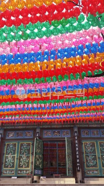 불교,연등,행사,연등행사,연꽃등,절,부타,불교행사,색채,한국,한국적,korea