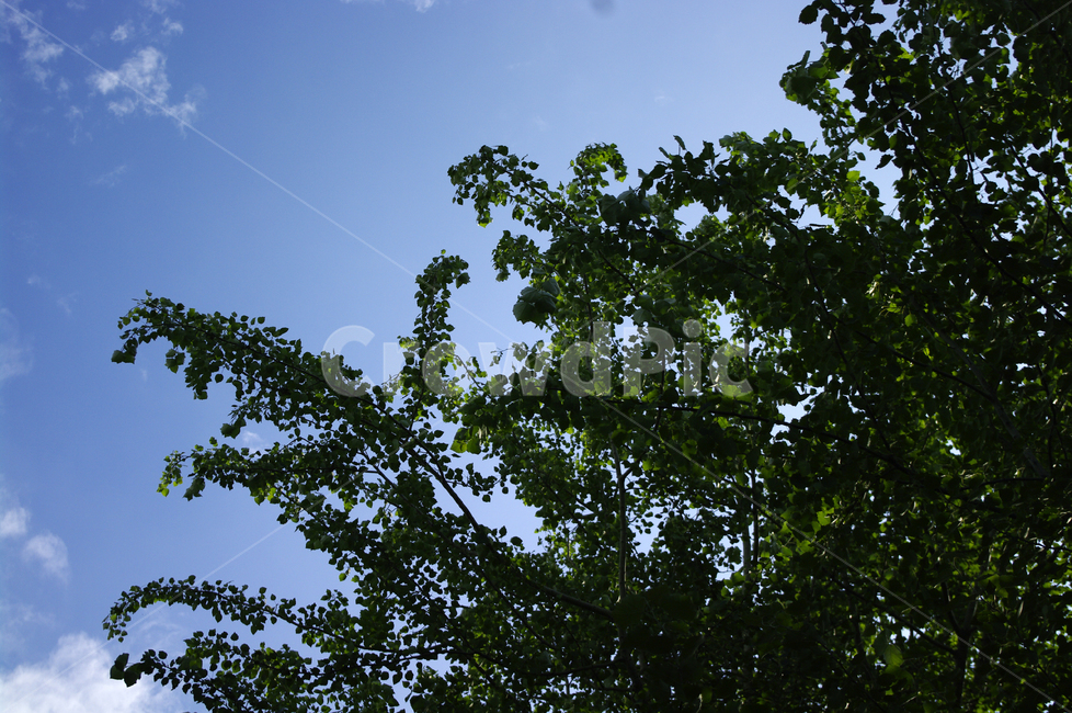 나무,잎,초록,신록,식물,식물,자연,plants,nature,나무,trees,wood