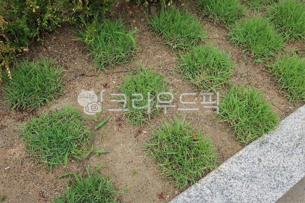 천연, 잔디, 모종, 잔디떼, 심기, 사진,이미지,일러스트,캘리그라피 - 양기리작가