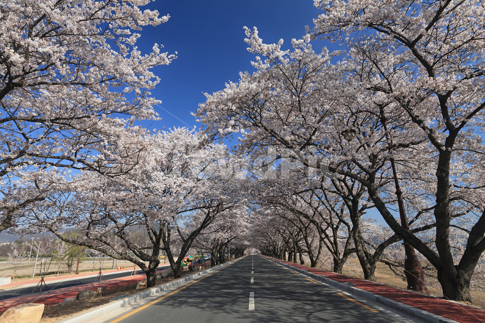 도로,벚꽃,벚나무,봄,봄풍경,자연,풍경,하늘,배경,백그라운드,나무,계절,가로수,차선,중앙선,아스팔트,산책로,길,벚꽃길,교통,바닥,공간,활짝핀,만개,만개한,드라이브,경주,경주시,경북,경상북도,한국
