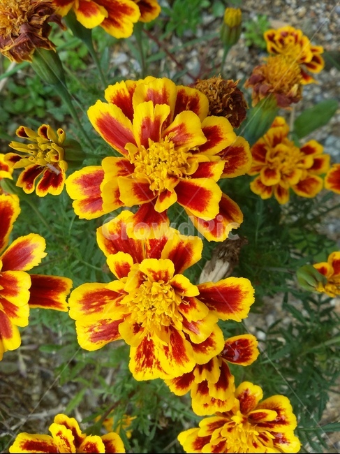 식물,plant,꽃,자연,flower,식물,자연,plants,nature,꽃,flower