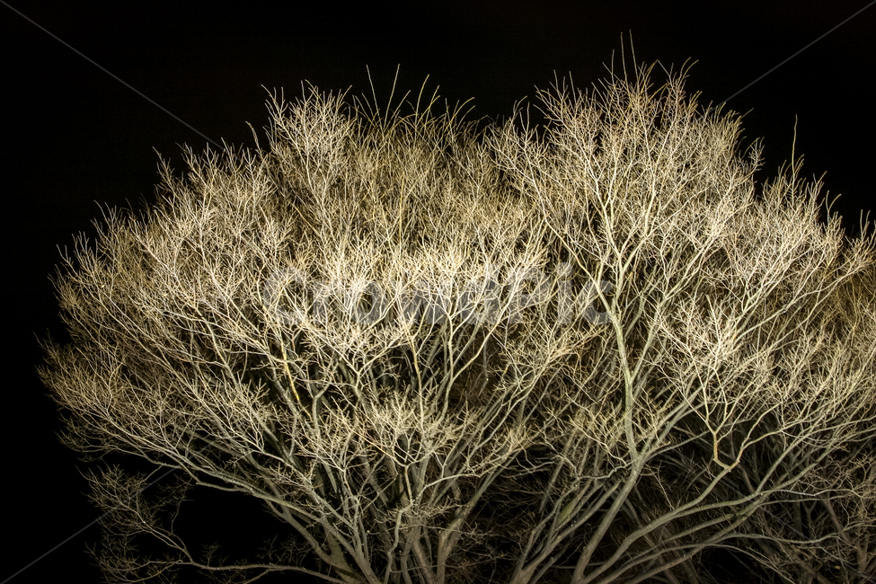 밤하늘,나무,야경,밤풍경,야간조명,풍경,야경,밤,풍경,nightscape,night,landscape,식물,자연,plants,nature,나무,trees,wood