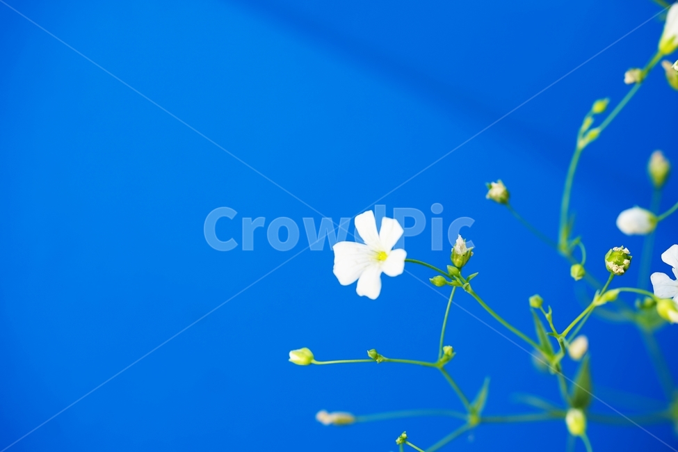 안개꽃,꽃,장식꽃,하얀꽃,작은꽃,식물,자연,plants,nature,꽃,flower,색깔,색상,색채,색감,color sense,color sensitivity,feeling of color