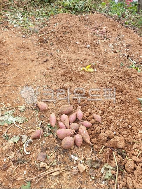 sweet potato,farming,sweet potato field,garden,soil,sweetpotato