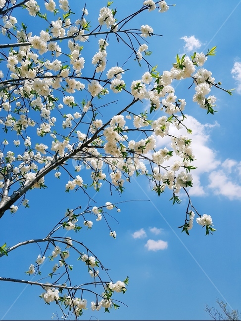 백매화,꽃,봄,흰색,파랑하늘,풍경,식물,자연,plants,nature,꽃,flower