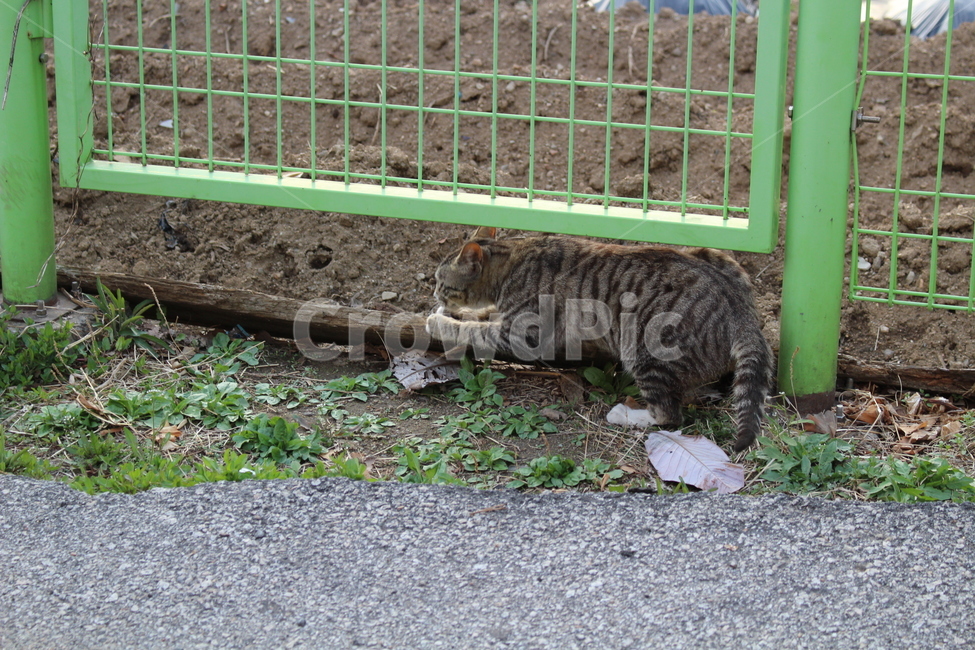 길고양이,스크레치,고양이손톱,길냥이,고양이,동물,animal,포유류,mammal,고양이,cat,kitten,kitty