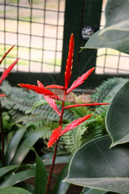 식물,꽃,plant,flower,blossom,식물,자연,plants,nature,꽃,flower