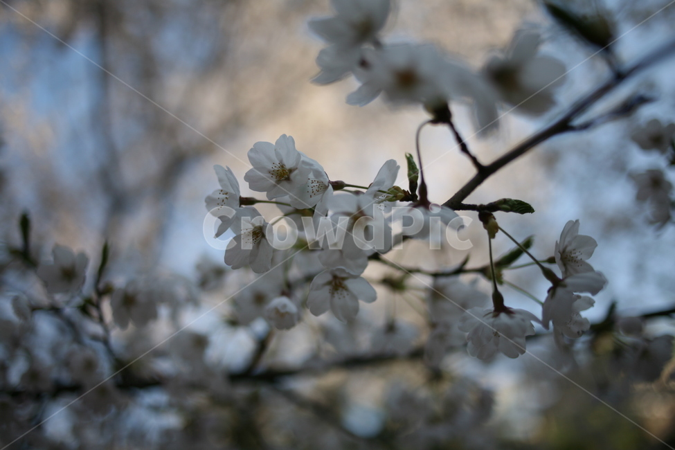 꽃,벚꽃,flower,cherryblossom,정릉,blossom,plant,식물