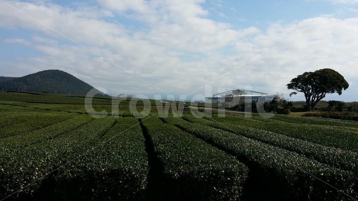 녹차밭,제주도,푸르름,하늘,싱그러움,자연,풍경,nature,landscape,시골,마을,country,rural,town
