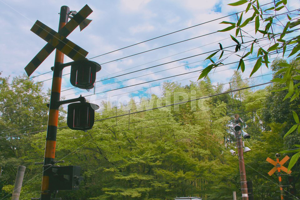 trafficlight,신호등,light,빛,나무,하늘,tree,sky