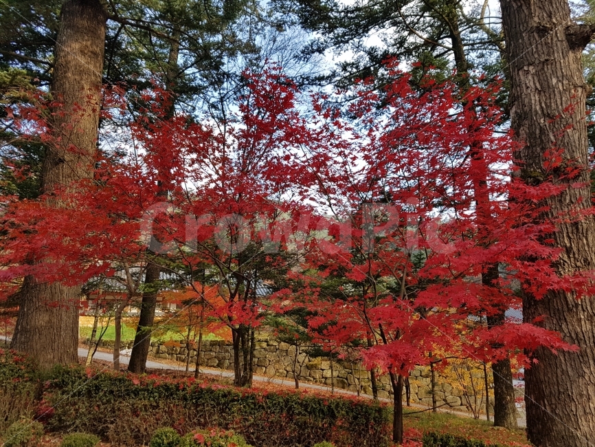 단풍,가을,단풍나무,강원도,여행,감성,풍경,가을,계절,fall,autumn,season,자연,풍경,nature,landscape,한국자연풍경,한국자연경관,korea nature landscape,식물,plants,나무,trees,wood,plant,tree,maple