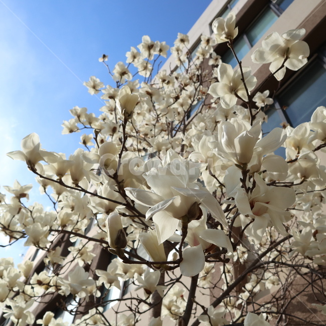 꽃,백목련,꽃향기,봄,봄꽃,설렘,아름다움,spring,flower,식물,자연,plants,nature,꽃,flower