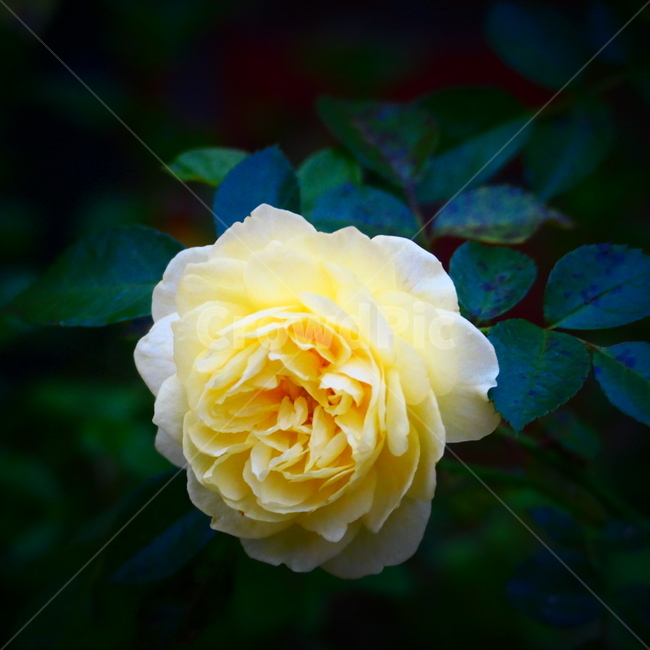 꽃,예쁨,아름다움,flower,rose,장미,노란장미,yellowrose,beautiful,blossom,plant,식물,자연,plants,nature,꽃,flower