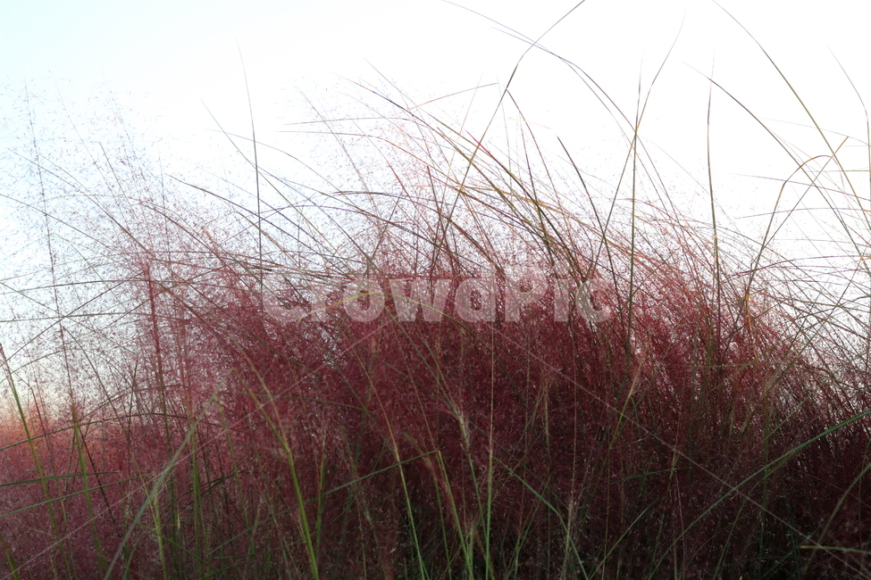 핑크뮬리,뮬리,식물,자연,벼과,분홍쥐꼬리새,가을,가을,계절,fall,autumn,season,plant,grass,잔디