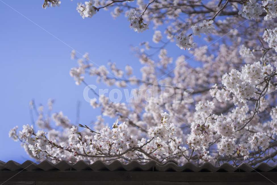벚꽃,봄꽃,지붕위,처마위꽃,동네,봄,계절,spring,season,plant,식물,blossom,꽃,cherry blossom,flower