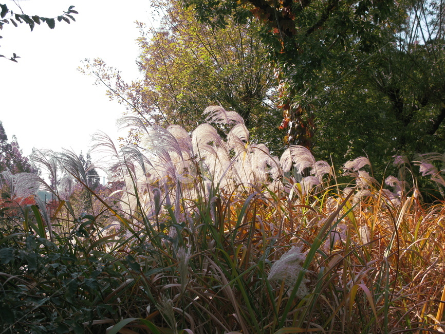 가을,공원,선유도,갈대,식물,하늘,자연,풍경,nature,landscape,grass,잔디,plant,lawn
