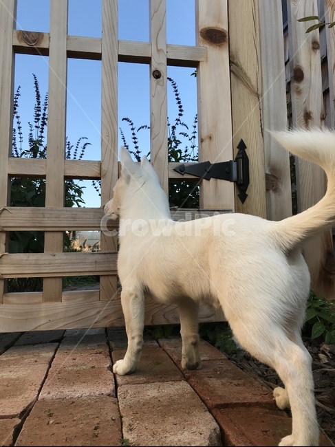 강아지,흰강아지,흰둥이,댕댕이,동물,dog,puppy,animal,whitedog,cute,lovely,귀여움,사랑스러움,나무울타리,동물,animal,포유류,mammal,개,강아지,dog,doggy