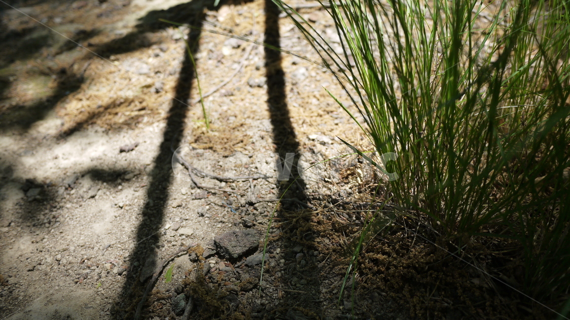 잡초,공원,그림자,나뭇잎,잎,식물그림자,고요함,감성식물,힐링,풀,풍경,ground,바닥,soil,흙,plant,식물,grass,잔디