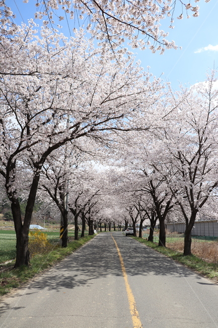 벚꽃,하늘,도로,밭,그림자,봄,계절,spring,season,plant,식물,blossom,꽃,flower