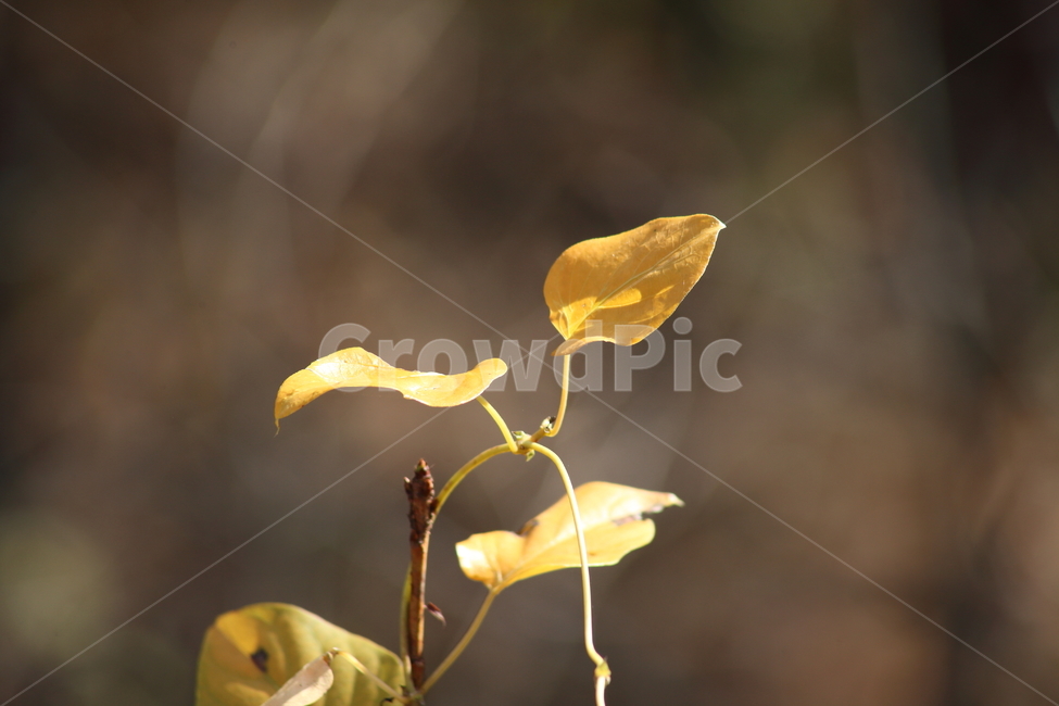 단풍,잎,식물,가을,redleaves,가을,계절,fall,autumn,season,식물,자연,plants,nature,plant