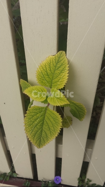 plant,식물,herbs,허브,mint,민트,물,자연,nature,outdoors