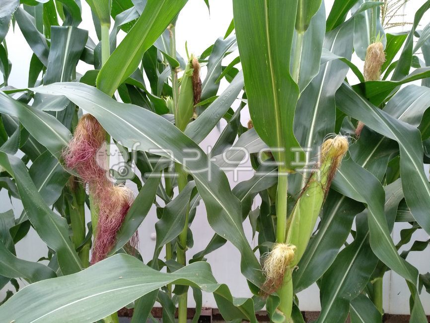 Corn cultivation,corner,crops,grain,corn farming