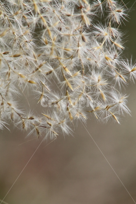 억새,꽃,식물,가을,flamegrass,가을,계절,fall,autumn,season,식물,자연,plants,nature,plant,flower,blossom,dandelion,민들레