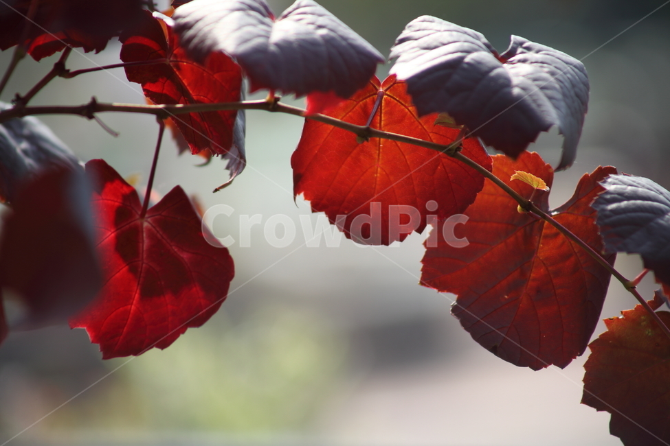 단풍,잎,식물,가을,redleaves,가을,계절,fall,autumn,season,식물,자연,plants,nature,leaf,plant,veins,정맥,bird,새,animal,동물