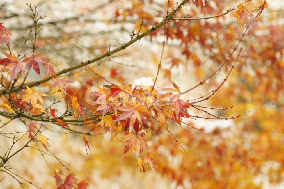 단풍,plant,식물,tree,snow,눈