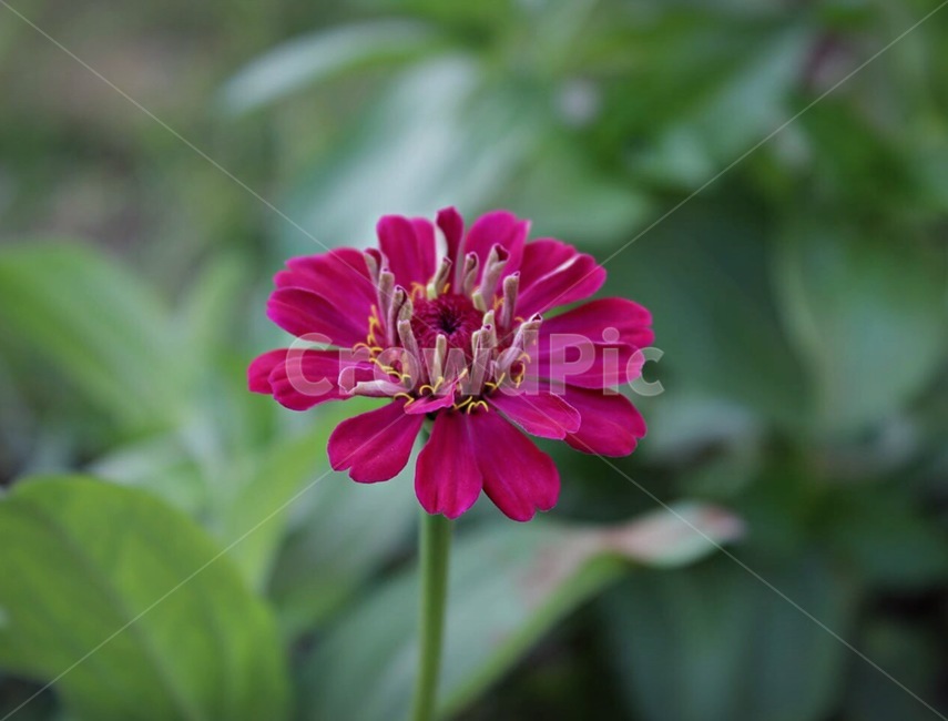 꽃,포트라이트,핑크,빨간,예쁘다,식물,자연,plants,nature,꽃,flower
