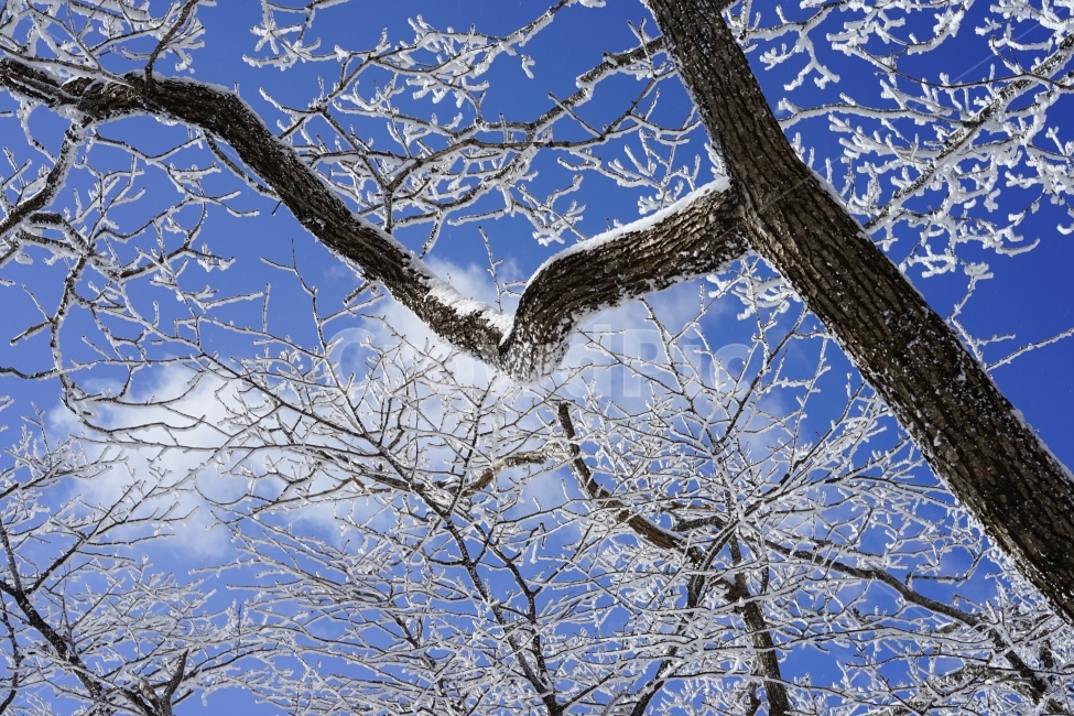 눈꽃,상고대,겨울산,설산,겨울,자연,풍경,겨울,계절,winter,season,식물,자연,plants,nature,나무,trees,wood