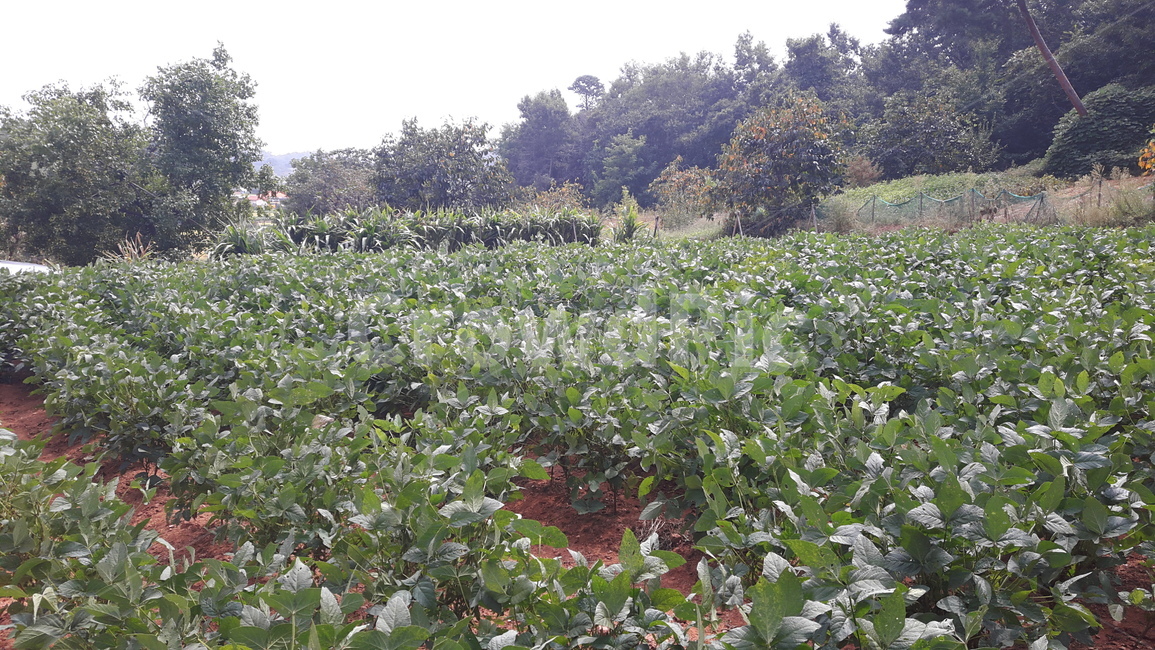 countryside scenery,soybean field,plant,country field,pea field,pea