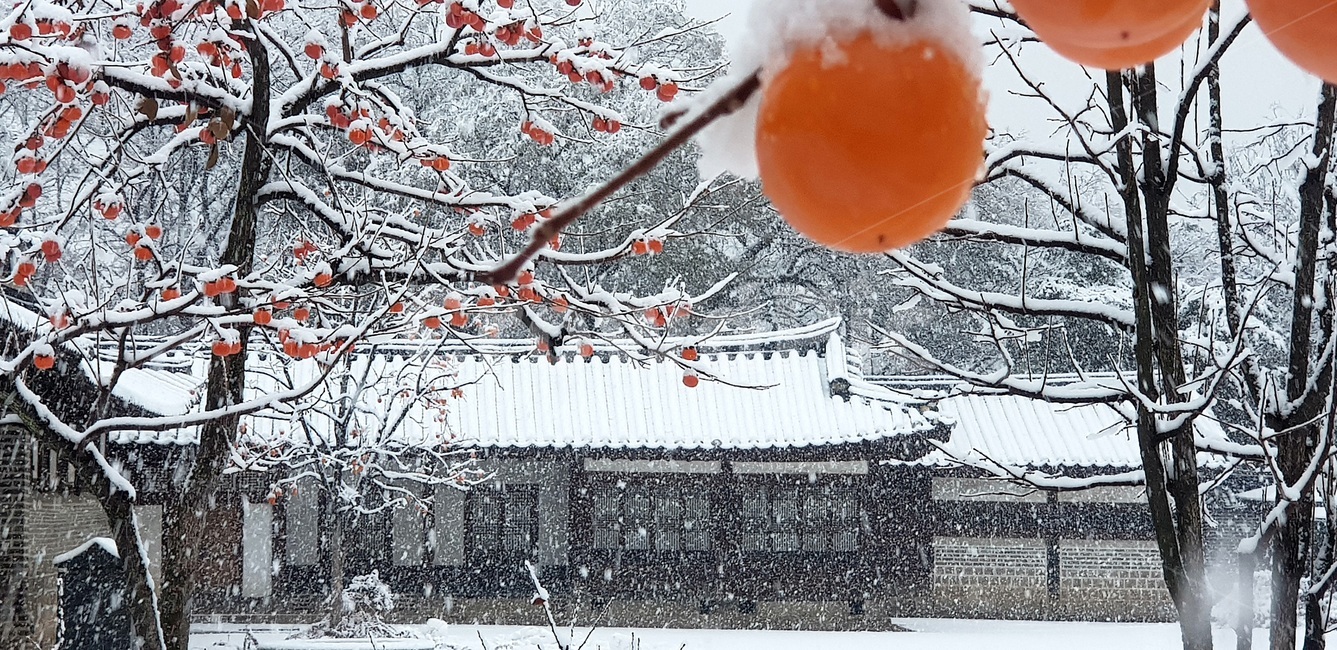 첫눈,창덕궁,낙선재,홍시,firstsnow,changdeokgung,redripepersimmon,softpersimmon,persimmon,changdeokgungnakseonjae,nakseonjae,겨울,계절,winter,season,한국전통,한국문화,korean traditional,korean culture,식물,자연,plants,nature,과일,열매,fruit,건축물,건물외관,exterior,building,structure,architecture,construction