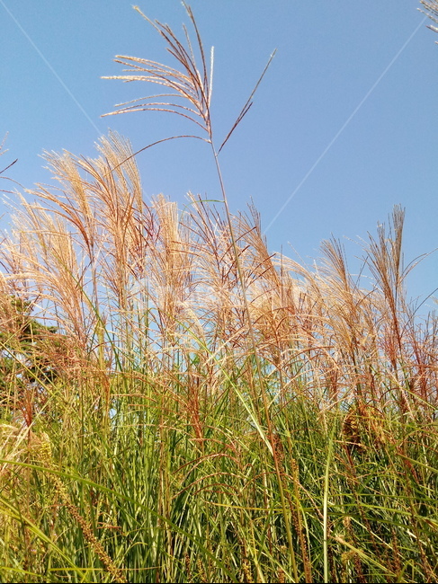 갈대,식물,reed,벼과,여러해살이풀,plant,겸가,노위,문견초,위근,위경,식물,자연,plants,nature
