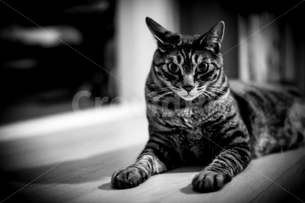 고양이,흑백사진,반려동물,자연,동물,풍경,사진,집,한마리,동물,animal,포유류,mammal,흑백,모노톤,monochrome,black and white