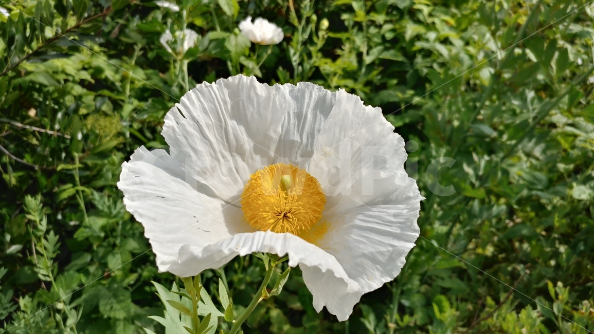 미국,남가주,꽃,나무양귀비,켈리포니아,MatilijaPoppy,SouthernCalifornia,flower,식물,자연,plants,nature,꽃,flower