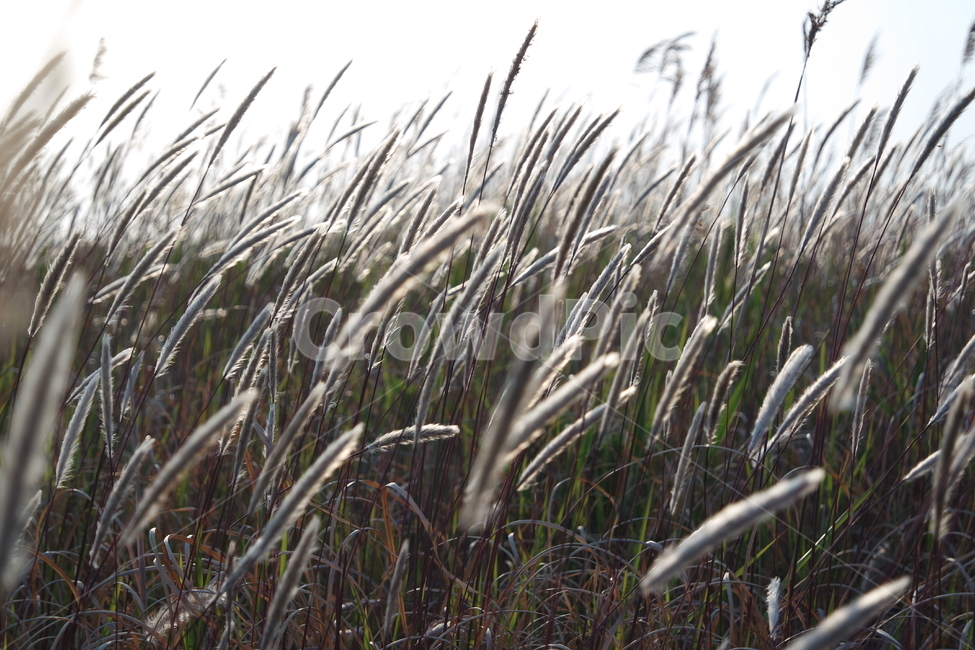 가을,갈대,갈대밭,autumn,reed,바람