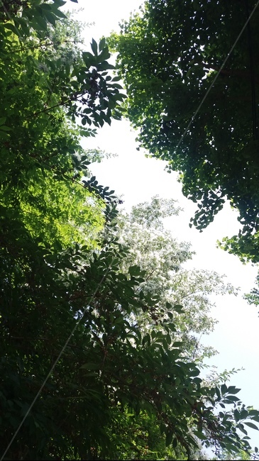 하얀꽃,하얀,꽃,나무,풀,white,flower