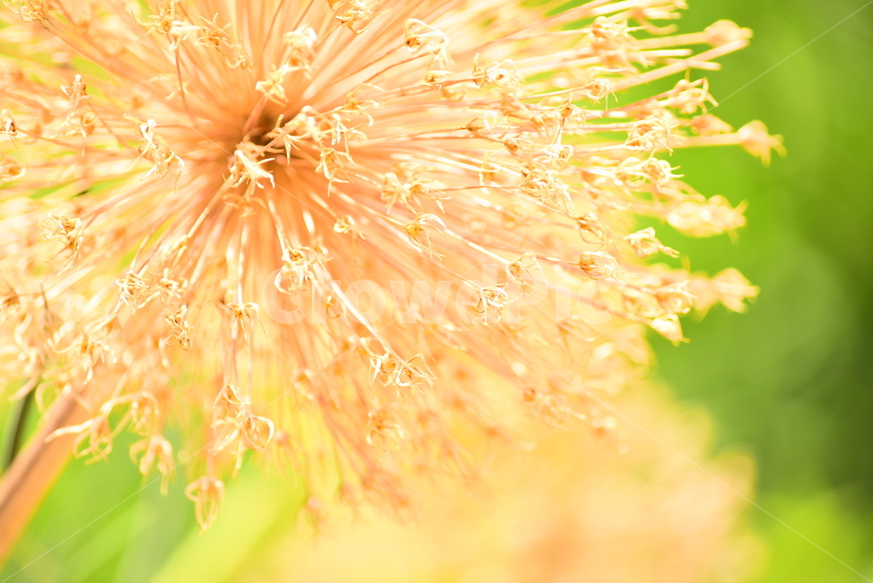 접사,마크로,근접촬영,꽃,패턴,노랑색,초록,그린,방사형,macro,closeup,식물,화초,flowers,분위기,배경,백그라운드,background,바탕,식물,자연,plants,nature,꽃,flower